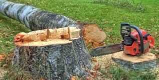 Best Storm Damage Tree Cleanup  in Ray City, GA