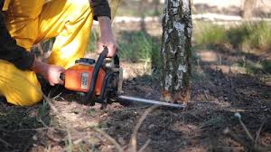 Best Grass Overseeding  in Ray City, GA