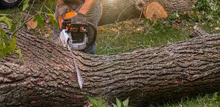 How Our Tree Care Process Works  in  Ray City, GA