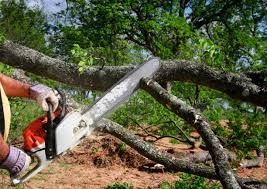 Best Emergency Tree Removal  in Ray City, GA
