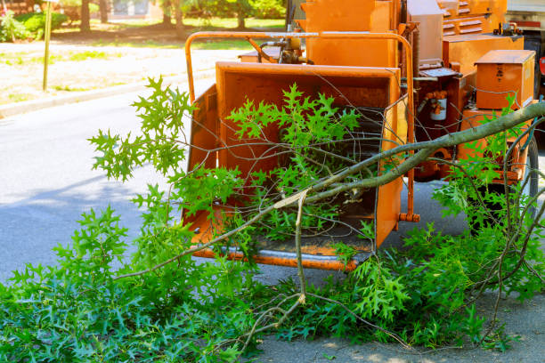 Best Stump Grinding and Removal  in Ray City, GA