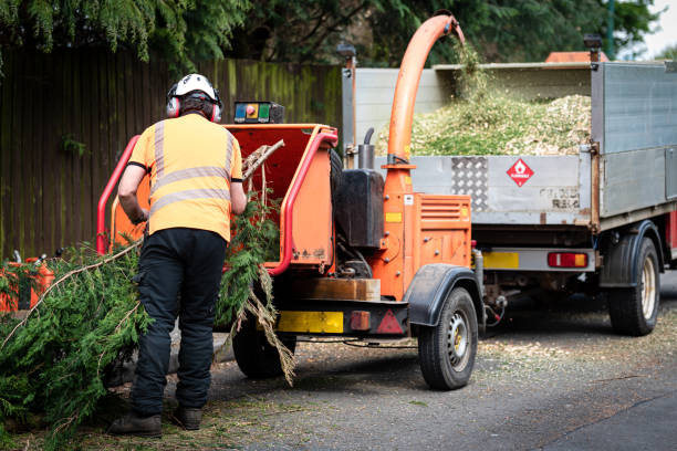 Best Lawn Renovation and Restoration  in Ray City, GA