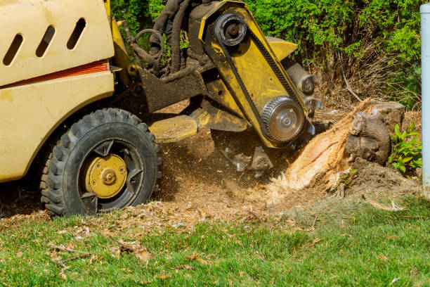 Ray City, GA Tree Services Company