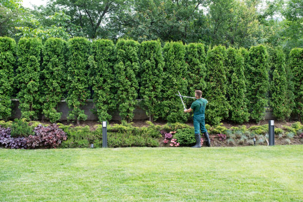 Best Pest Control for Lawns  in Ray City, GA