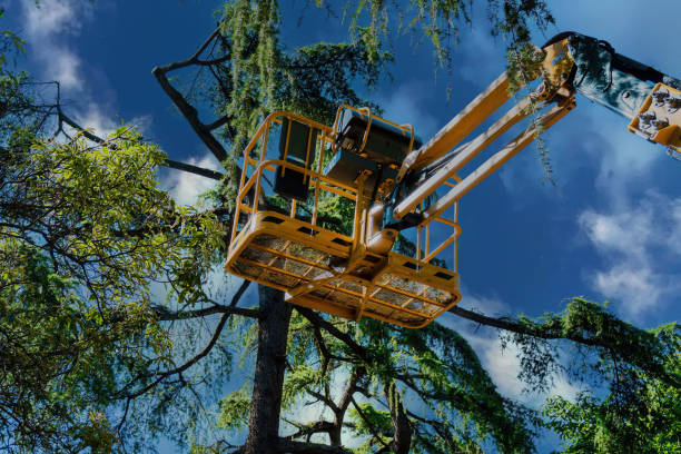 Best Utility Line Clearance  in Ray City, GA