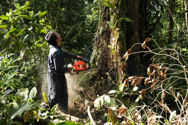 Best Tree Maintenance Programs  in Ray City, GA