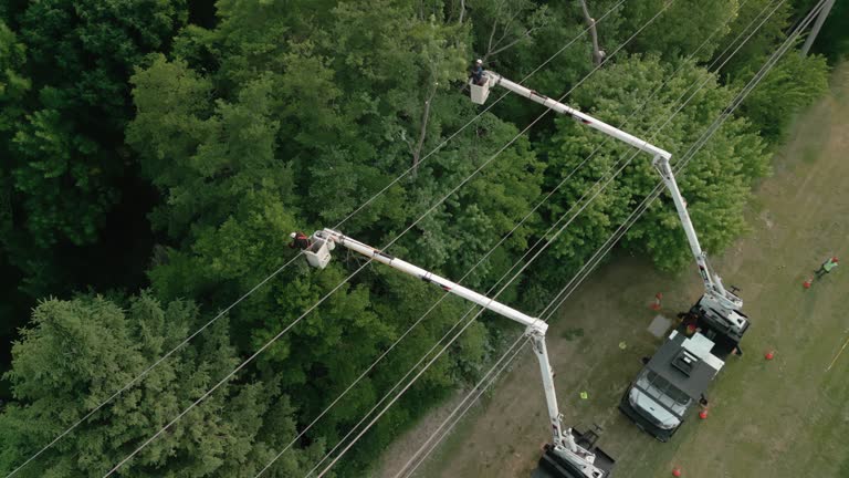 Best Tree Trimming and Pruning  in Ray City, GA