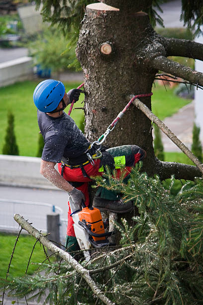 Best Tree Preservation Services  in Ray City, GA