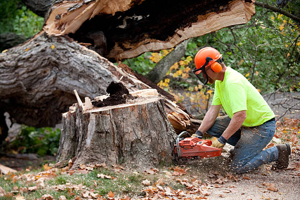 Best Fruit Tree Pruning  in Ray City, GA