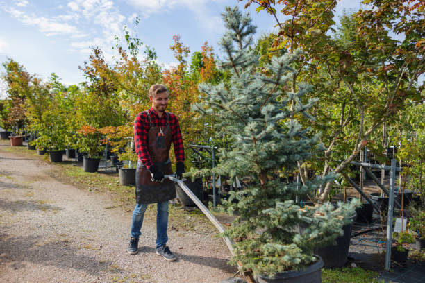 Best Lawn Maintenance Plans  in Ray City, GA
