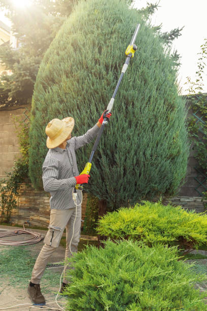 Tree and Shrub Care in Ray City, GA