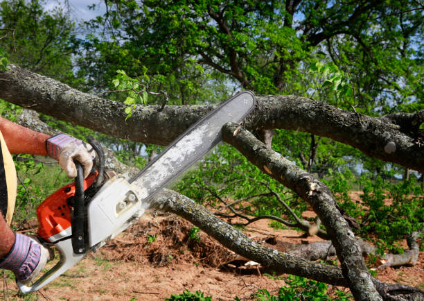 Best Lot and Land Clearing  in Ray City, GA